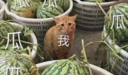 最新的瓜爆料学校,最新瓜料曝光，校园生活大揭秘！